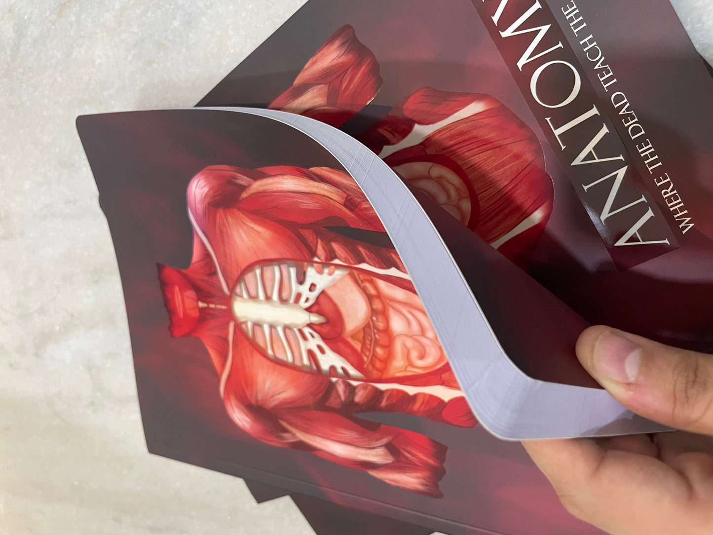 Anatomy | notebook